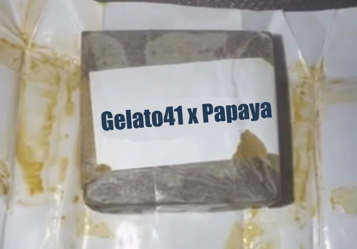 Mountain Giants Filtered Hash Gelato#41 x Papaya
